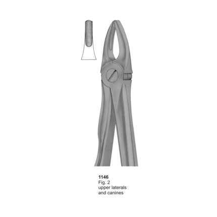 Upper Laterals and Canines