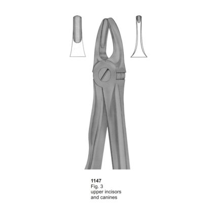 Upper Incisors & Canines