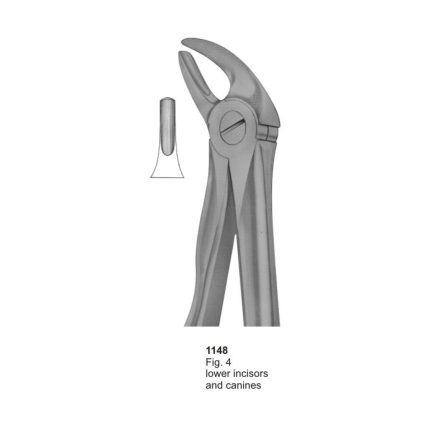 Lower Incisors & Canines
