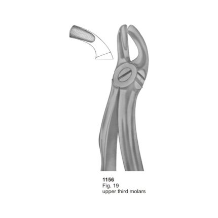 Upper Third Molars