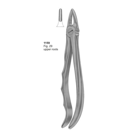 Upper Roots