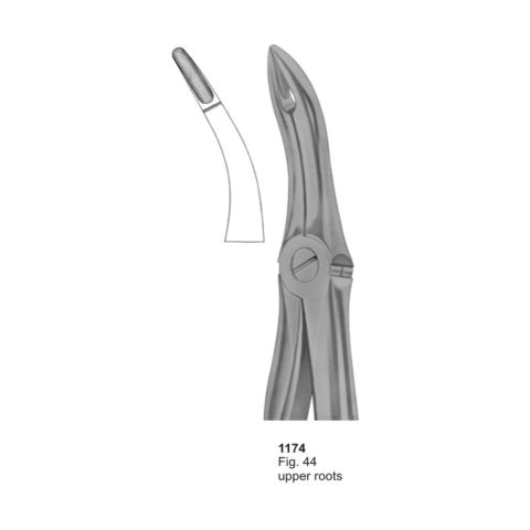 Upper Roots