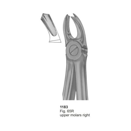 Upper Molars Right