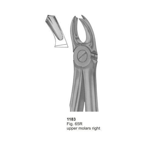 Upper Molars Right