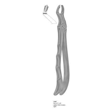 Upper Third Molars Right