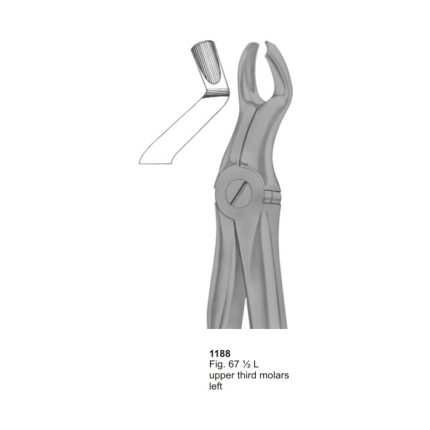 Upper Third Molars Left