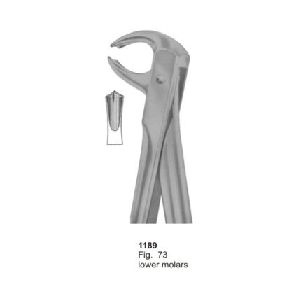 Lower Molars