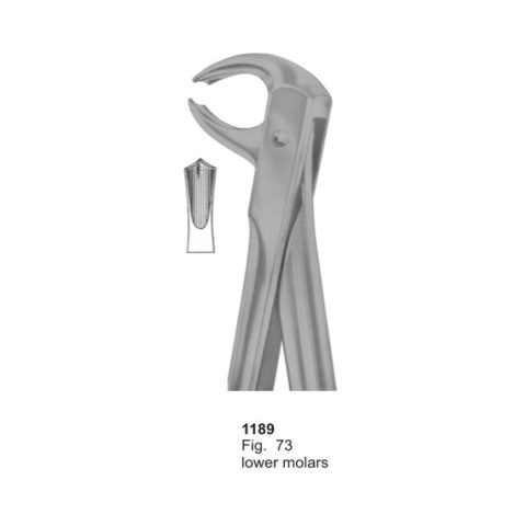 Lower Molars