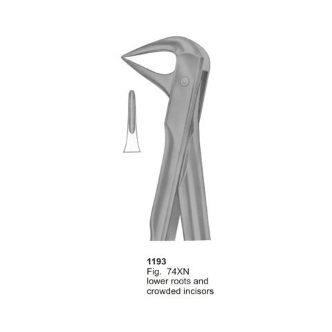 Lower Roots and Crowded Incisors