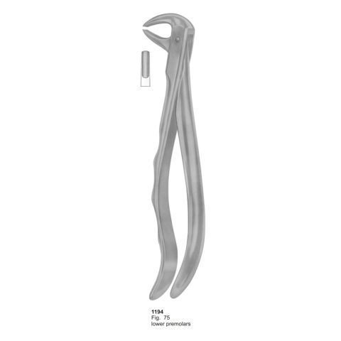 Lower Premolars