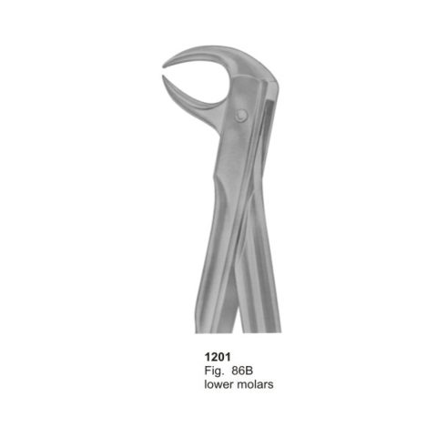 Lower Molars