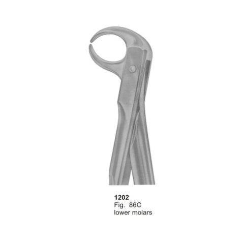 Lower Molars