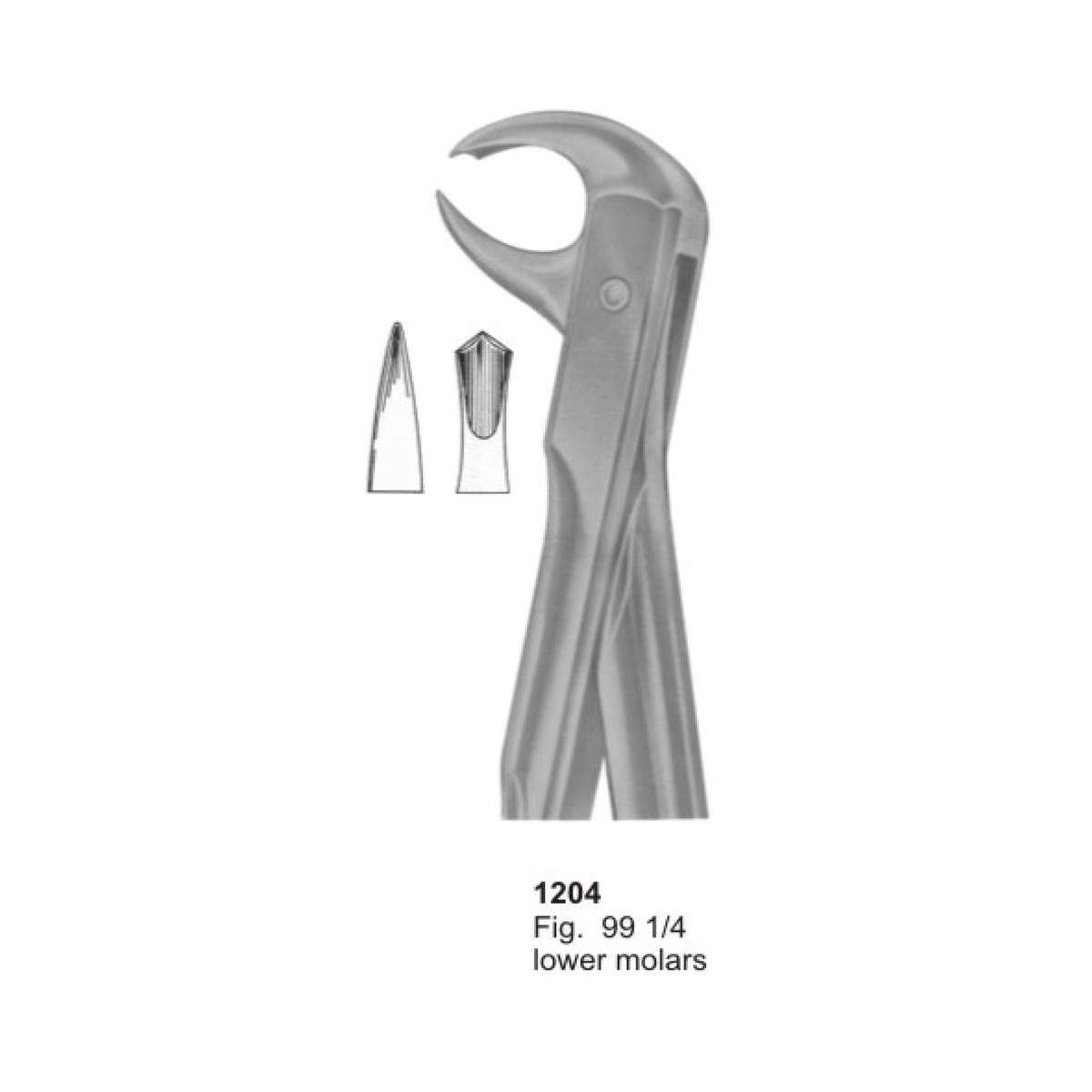Lower Molars