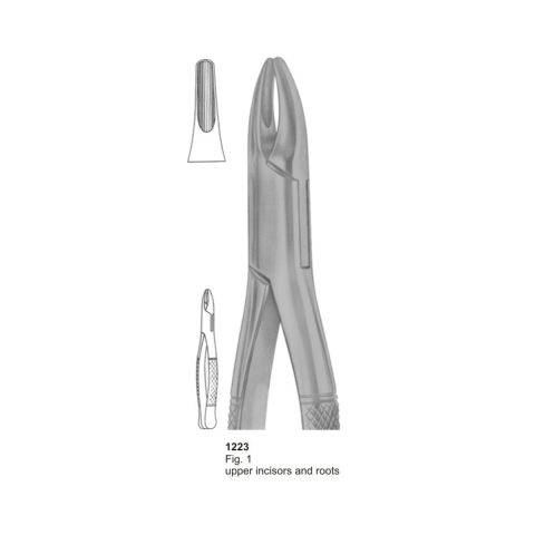 Upper Incisors and Roots