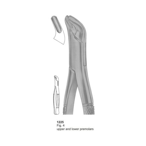 Upper and Lower Premolars