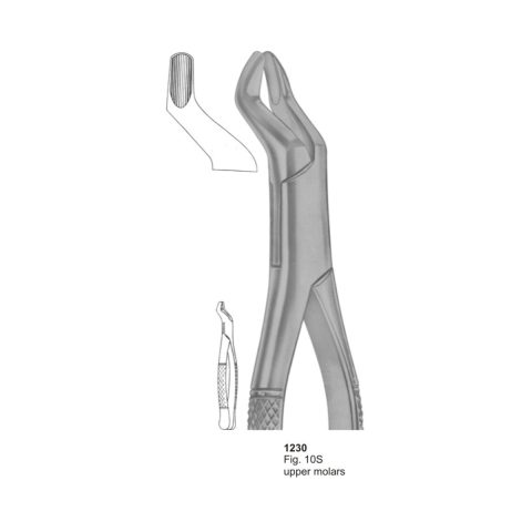 Upper Molars