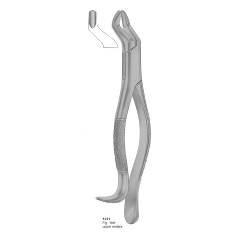 Upper Molars