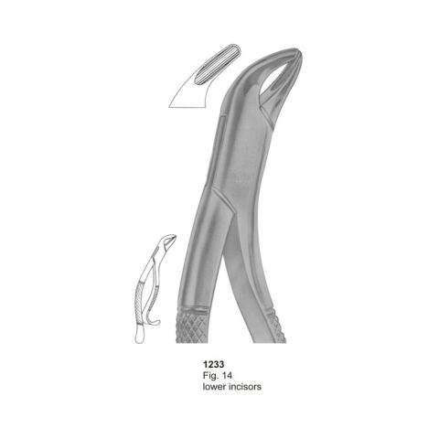 Lower Incisors