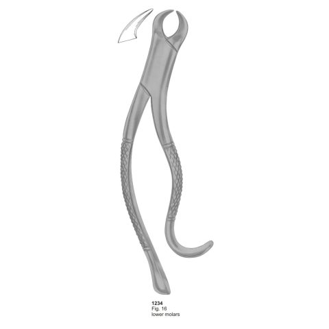 Lower Molars