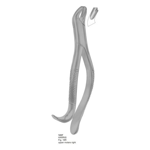 HARRIS, Upper Molars Right