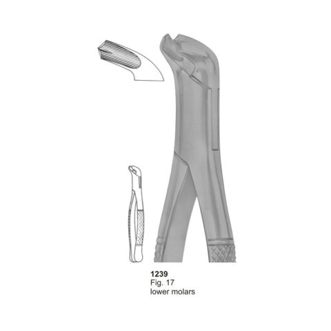 Lower Molars