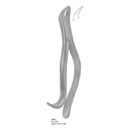 Upper Molars Right