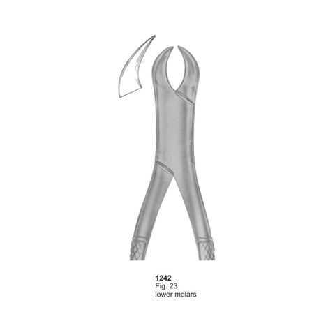Lower Molars
