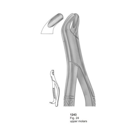 Upper Molars