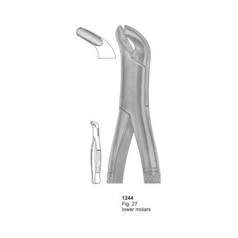 Lower Molars