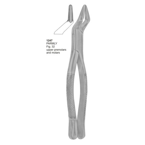PARMLY, Upper Premolars and Molars