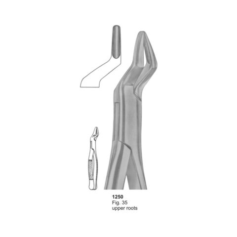 Upper Roots