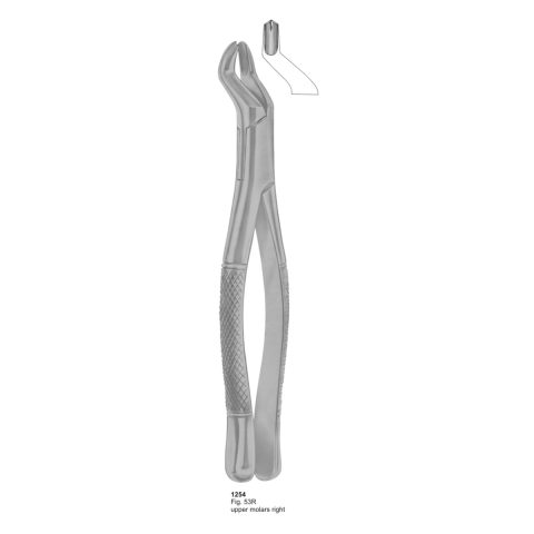 Upper Molars Right