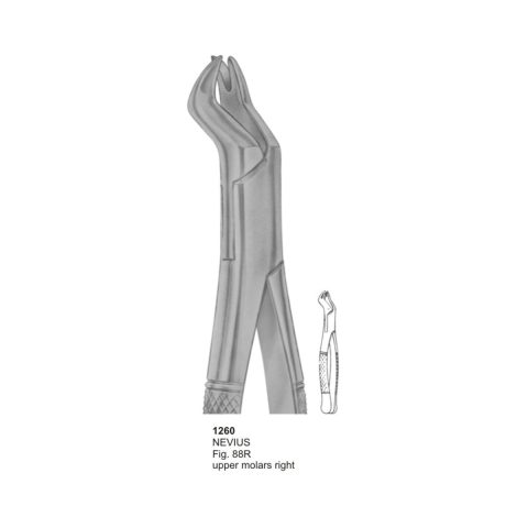 NEVIUS, Upper Molars Right