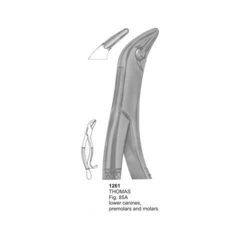 THOMES, Lower Canines, Premolars and Molars