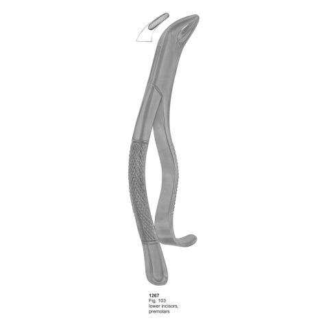 Lower Incisors, Premolars