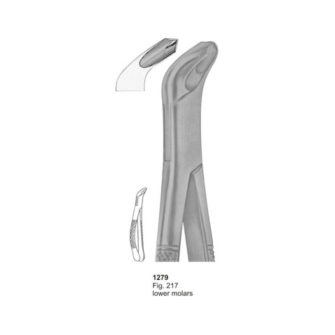 Lower Molars