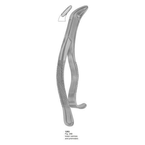 Lower Canines and Premolars