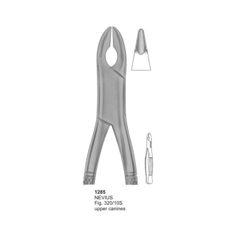 NEVIUS, Upper Canines