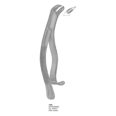 WOODWARD, Lower Molars