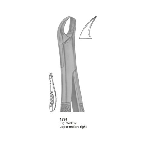 Upper Molars Right