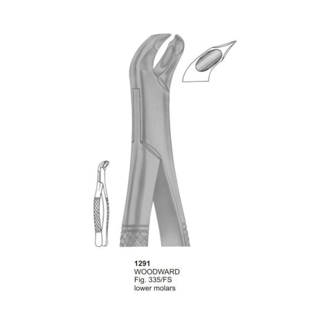 WOODWARD, Lower Molars