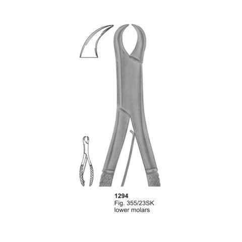 Lower Molars