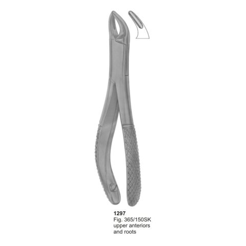 Upper Anteriors and Roots