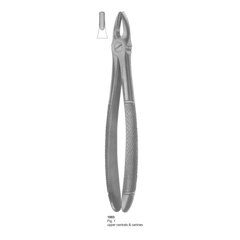 Upper Centrals & Canines