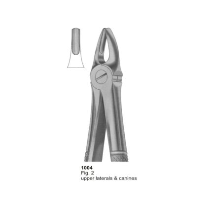 Upper Laterals & Canines