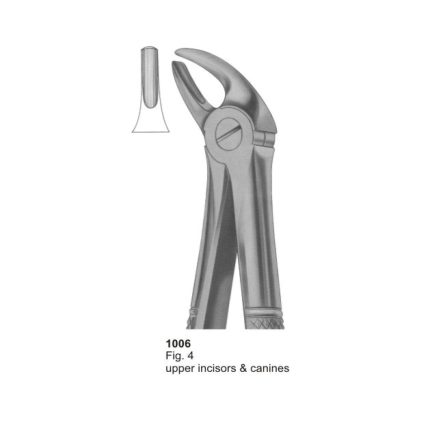 Upper Incisors & Canines