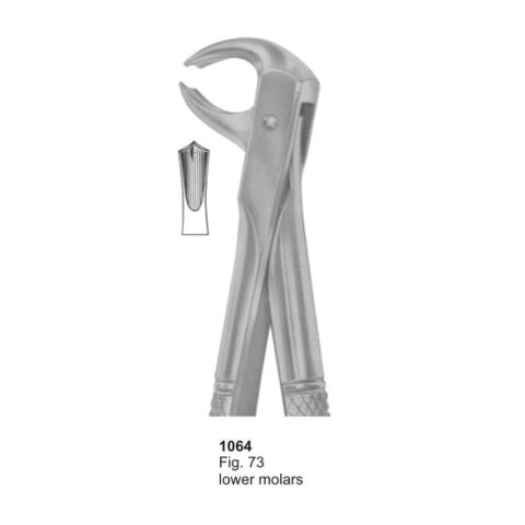 Lower Molars