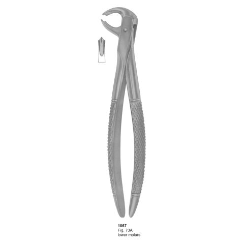 Lower Molars