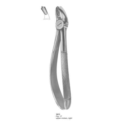 Upper Molars Right
