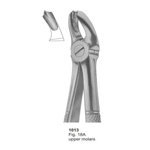 Upper Molars